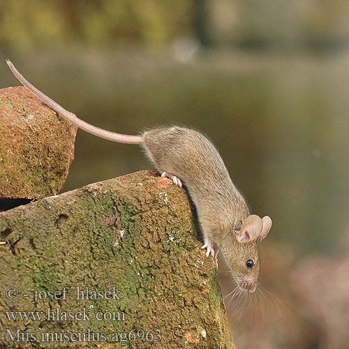 Mus musculus kućnog miša Soarecele şoarece casă hišna domača miš Domaći miš 小家鼠 House Mouse Souris domestique Westliche Hausmaus Ratón casero myš domácí domová Topolino domestico noordelijke huismuis Lys husmus Kotihiiri házi egér Koduhiir hiir pele Ev faresi fare domesticus Домашна мишка 생쥐 Topo Topolino domestico עכבר מצוי Naminė pelė ハツカネズミ Mysz domowa Camundongo Ratinho-caseiro Домовая мышь Husmus