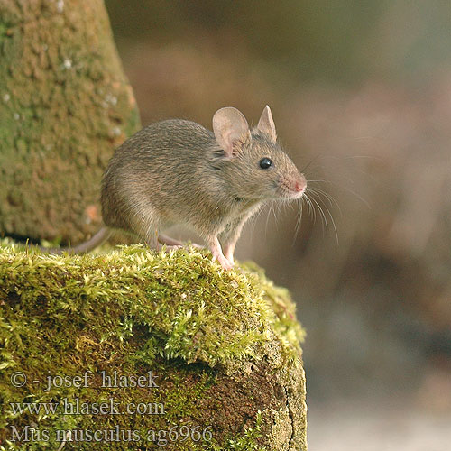 Mus musculus hišna domača miš Domaći miš 小家鼠 House Mouse Souris domestique Westliche Hausmaus Ratón casero myš domácí domová Topolino domestico noordelijke huismuis Lys husmus Kotihiiri házi egér Koduhiir hiir pele Ev faresi fare domesticus Домашна мишка 생쥐 Topo Topolino domestico עכבר מצוי Naminė pelė ハツカネズミ Mysz domowa Camundongo Ratinho-caseiro Домовая мышь Husmus