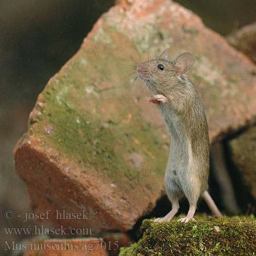 Mus musculus 小家鼠 House Mouse Souris domestique Westliche Hausmaus Ratón casero myš domácí domová Topolino domestico noordelijke huismuis Lys husmus Kotihiiri házi egér Koduhiir hiir pele Ev faresi fare domesticus Домашна мишка 생쥐 Topo Topolino domestico עכבר מצוי Naminė pelė ハツカネズミ Mysz domowa Camundongo Ratinho-caseiro Домовая мышь Husmus