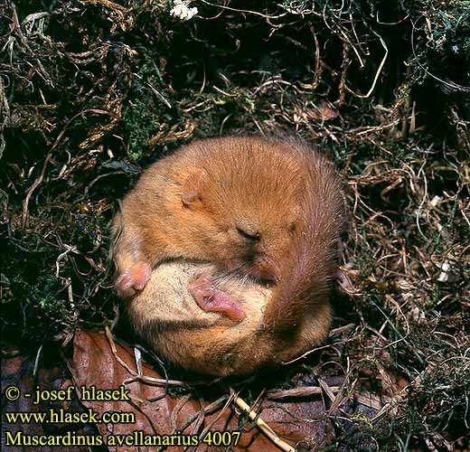 Muscardinus avellanarius Common Dormouse Muscardin Haselmaus Muscardino Plšík lískový lieskový Orzesznica Moscardino Hazelmuis Hasselmus Mogyorós pele Pähklinäpp Mazais susuris Соня орешниковая aрэшнікавая Grilian Лешников сънливец Rata dormidora rogenca Puh orašar Heslimús Lazdyninė miegapelė Hasselmus 榛睡鼠榛睡鼠学名为 Arganaz Pähkinähiiri Fındık faresi ヨーロッパマヤネ