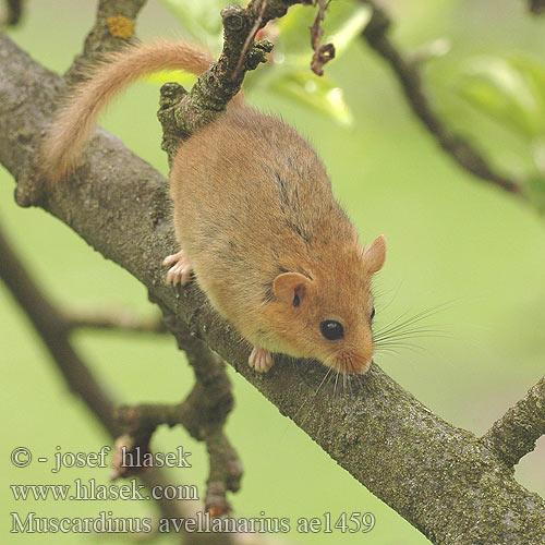 榛睡鼠榛睡鼠学名为 Arganaz Pähkinähiiri Fındık faresi ヨーロッパマヤネ Muscardinus avellanarius Common Dormouse Muscardin Haselmaus Muscardino Plšík lískový lieskový Orzesznica Moscardino Hazelmuis Hasselmus Mogyorós pele Pähklinäpp Mazais susuris Соня орешниковая aрэшнікавая Grilian Лешников сънливец Rata dormidora rogenca Puh orašar Heslimús Lazdyninė miegapelė Hasselmus