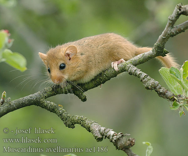 Fındık faresi ヨーロッパマヤネ Muscardinus avellanarius Common Dormouse Muscardin Haselmaus Muscardino Plšík lískový lieskový Orzesznica Moscardino Hazelmuis Hasselmus Mogyorós pele Pähklinäpp Mazais susuris Соня орешниковая aрэшнікавая Grilian Лешников сънливец Rata dormidora rogenca Puh orašar Heslimús Lazdyninė miegapelė Hasselmus 榛睡鼠榛睡鼠学名为 Arganaz Pähkinähiiri