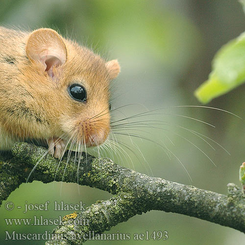 Common Dormouse Muscardin Haselmaus Muscardino Plšík lískový lieskový Orzesznica Moscardino Hazelmuis Hasselmus Mogyorós pele Pähklinäpp Mazais susuris Соня орешниковая aрэшнікавая Grilian Лешников сънливец Rata dormidora rogenca Puh orašar Heslimús Lazdyninė miegapelė Hasselmus 榛睡鼠榛睡鼠学名为 Arganaz Pähkinähiiri Fındık faresi ヨーロッパマヤネ Muscardinus avellanarius