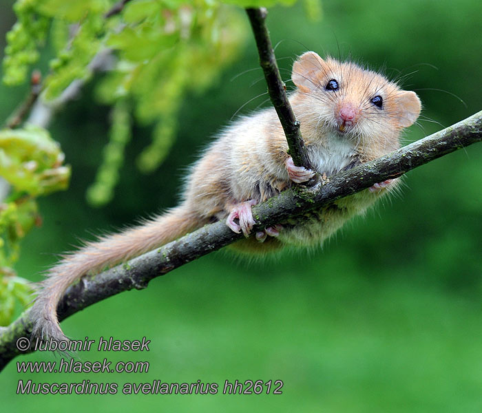 Muscardinus avellanarius Common Dormouse Muscardin Haselmaus