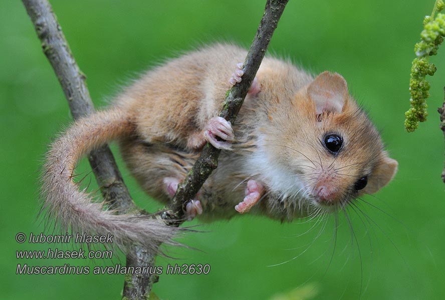 Muscardinus avellanarius Muscardino Plšík lískový