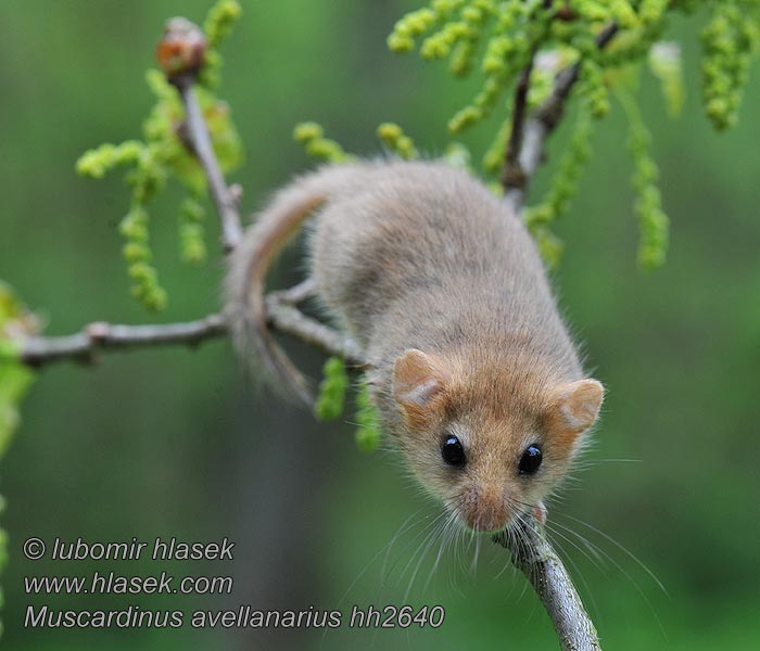 Muscardinus avellanarius Plšík lískový lieskový