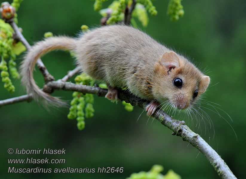 Muscardinus avellanarius Orzesznica Moscardino Hazelmuis Hasselmus