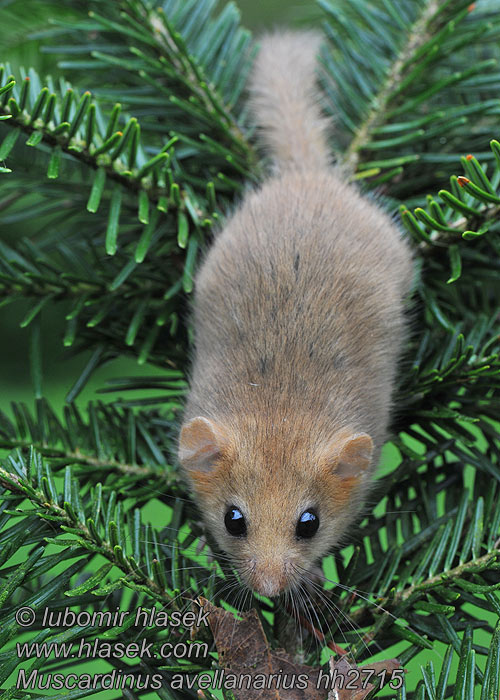 Muscardinus avellanarius Grilian Лешников сънливец