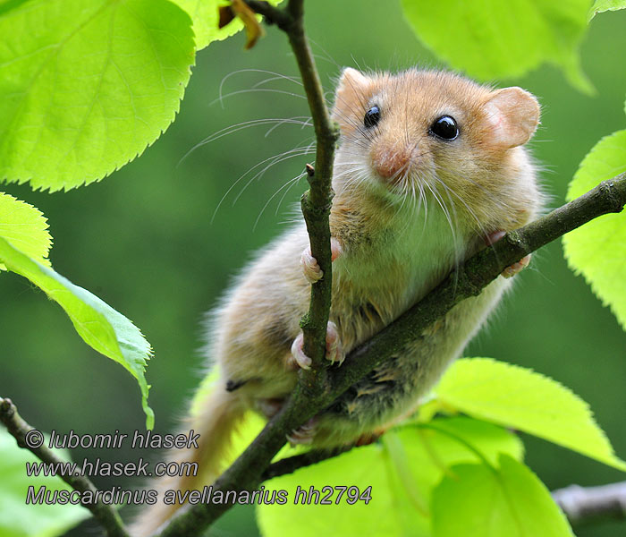 Muscardinus avellanarius Rata dormidora rogenca Puh orašar