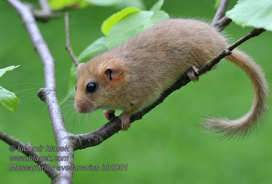 Muscardinus avellanarius Heslimús Lazdyninė miegapelė Hasselmus