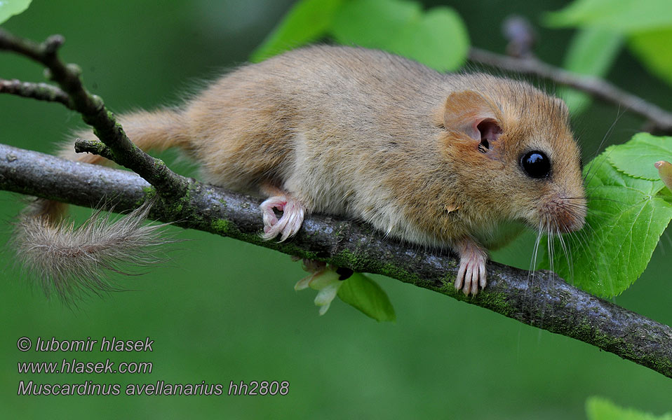 Muscardinus avellanarius 榛睡鼠榛睡鼠学名为 Arganaz