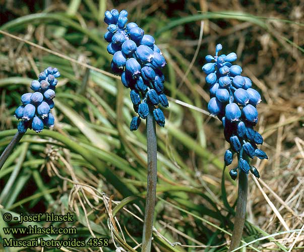 Muscari botryoides