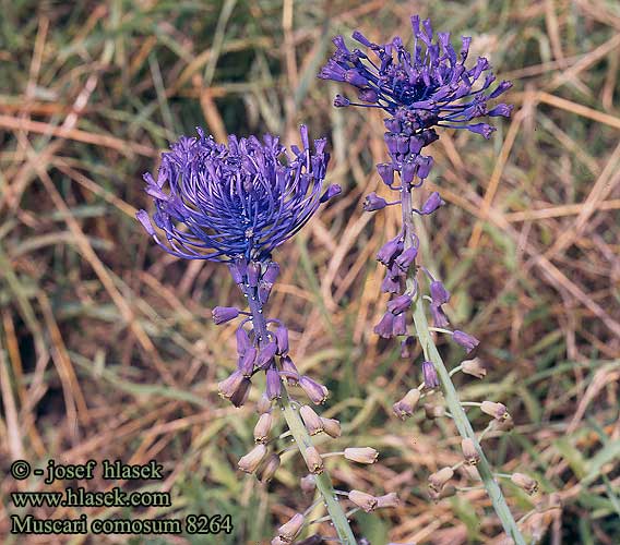 Muscari comosum Leopoldia comosa Modřenec chocholatý