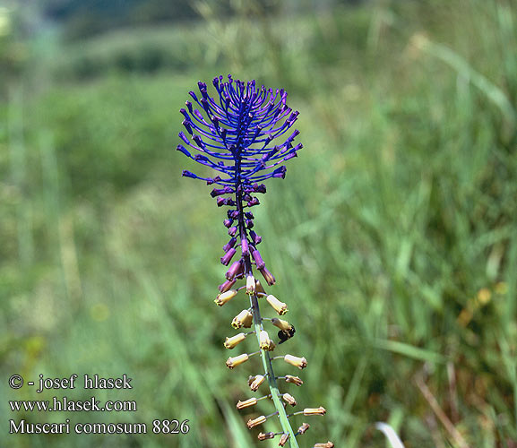 Muscari toupet Kuifhyacint Szafirek miękkolistny