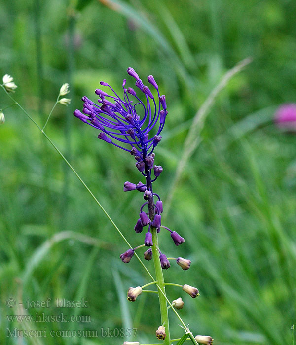 Muscari comosum Leopoldia comosa Modřenec chocholatý