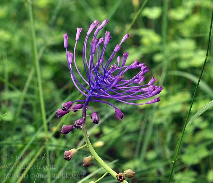 Schopfige Bisamhyazinthe Szafirek miękkolistny Muscari toupet