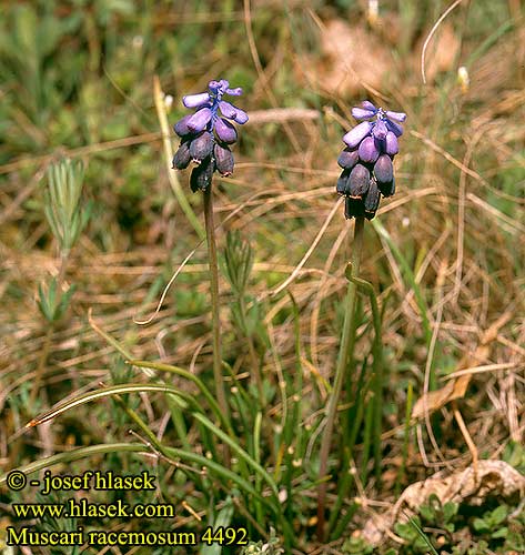 Muscari racemosum