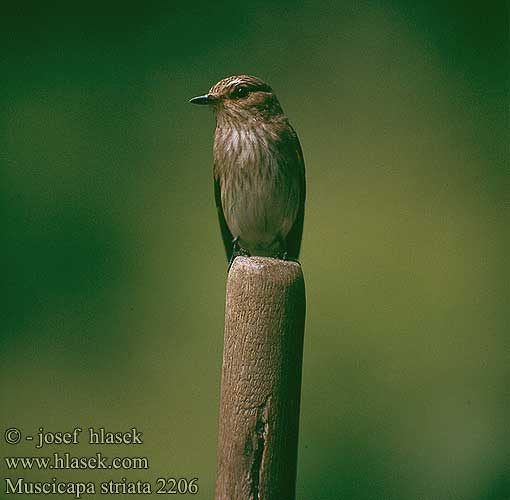 Muscicapa striata 2206