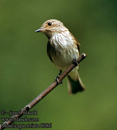 Muscicapa striata 8086