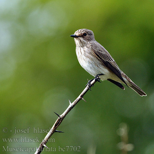 Muscicapa striata bc7702