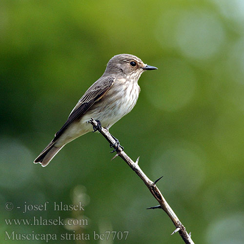 Muscicapa striata bc7707