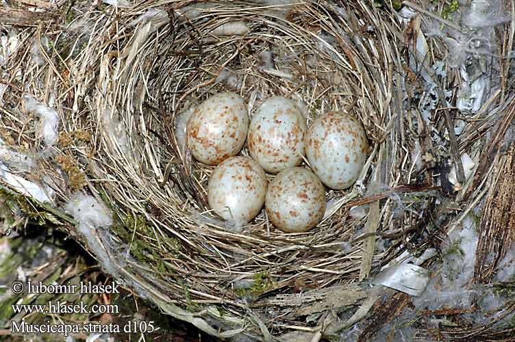 birds eggs nests Muscicapa striata Spotted Flycatcher