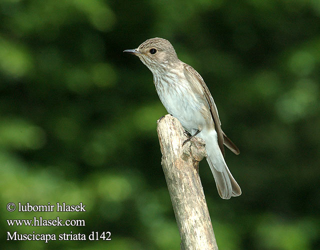 Muscicapa striata d142