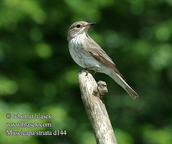 Muscicapa striata d144