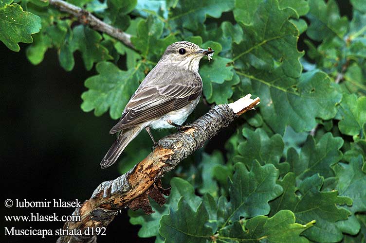 Muscicapa striata d192