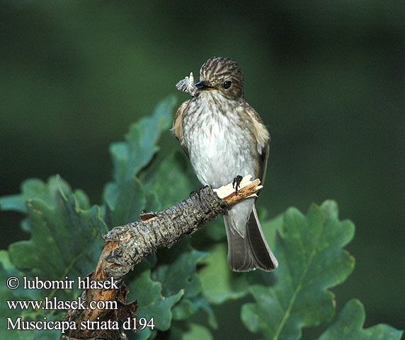 Muscicapa striata d194