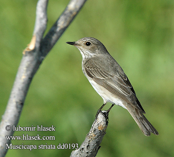 Gobemouche gris Papamoscas Gris Lejsek šedý Fluesnapper Grauwe