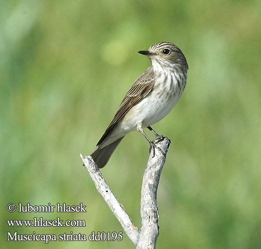 Muscicapa striata Spotted Flycatcher Grauschnäpper Gobemouche gris