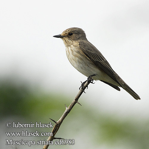 Muscicapa striata ed6983