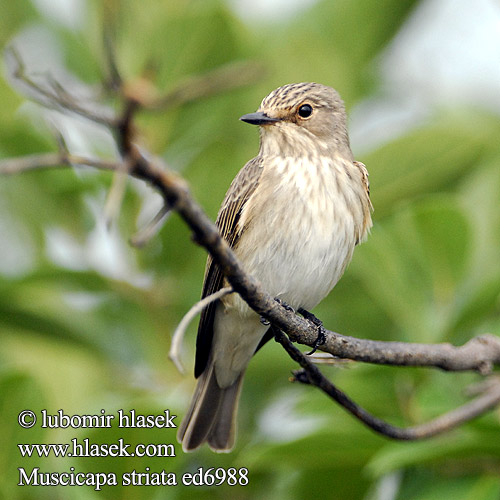 Muscicapa striata ed6988