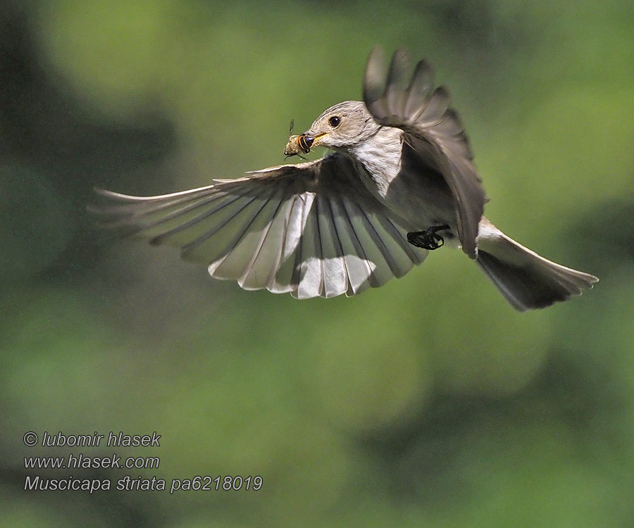 Muscicapa striata