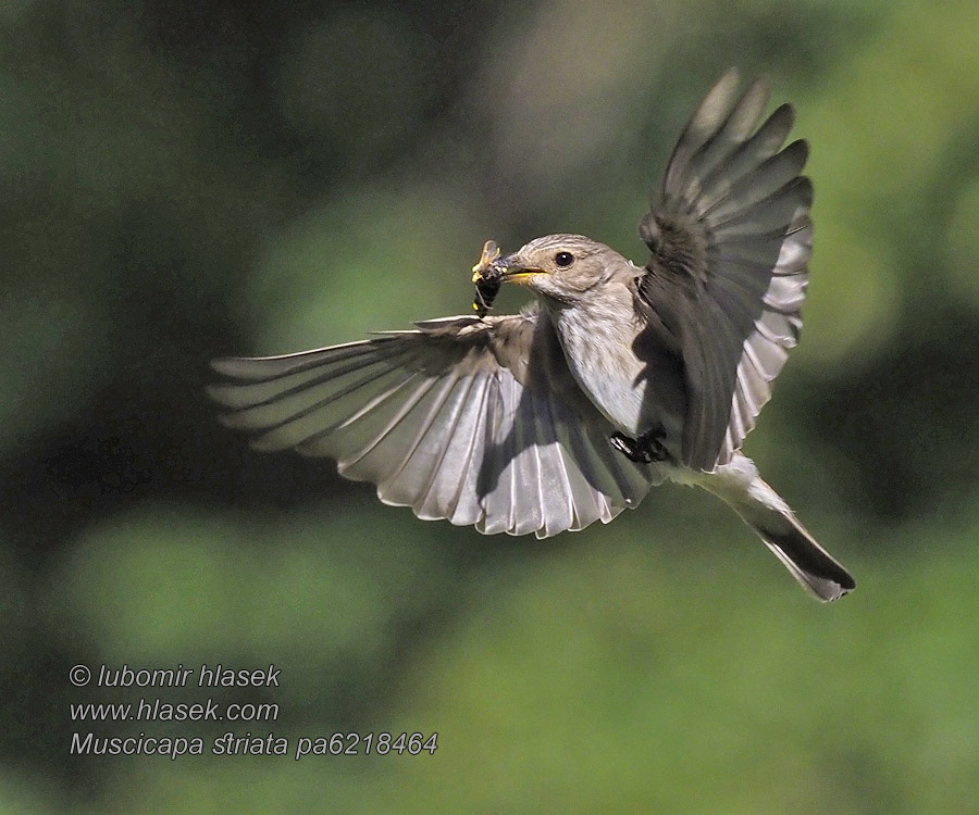 Muscicapa striata