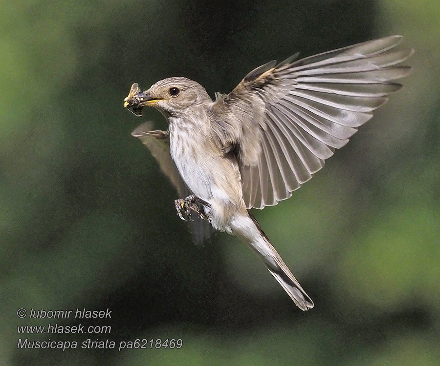 Muscicapa striata