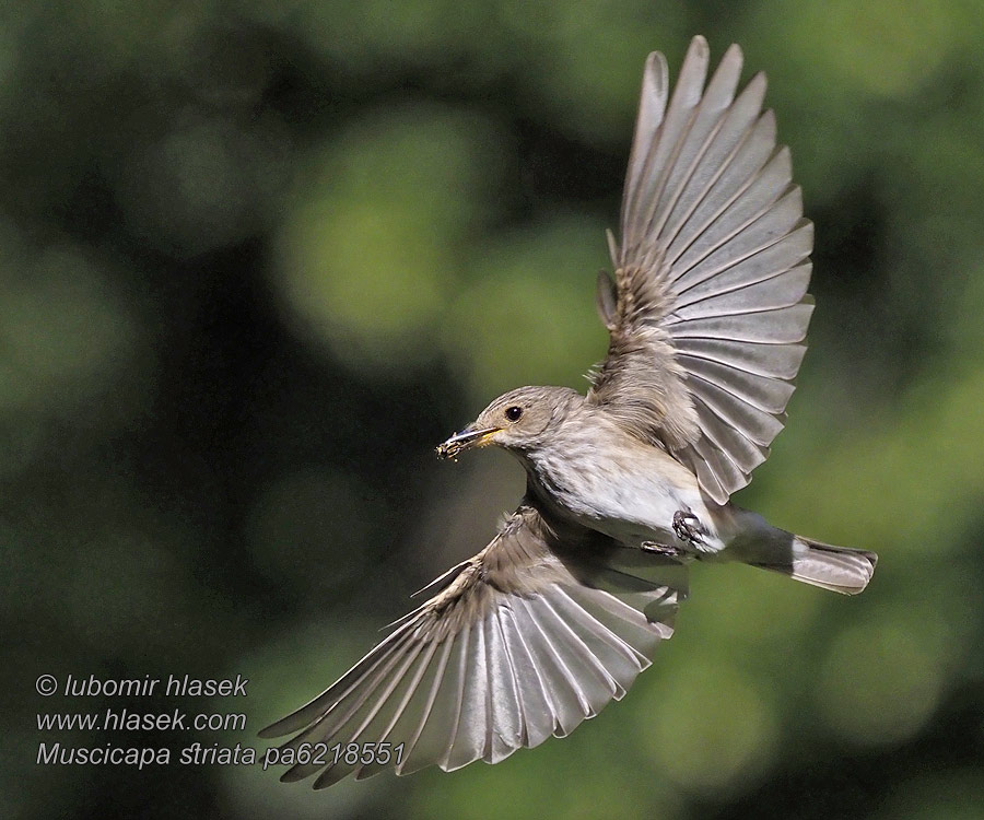 Muscicapa striata