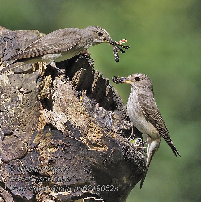 Muscicapa striata