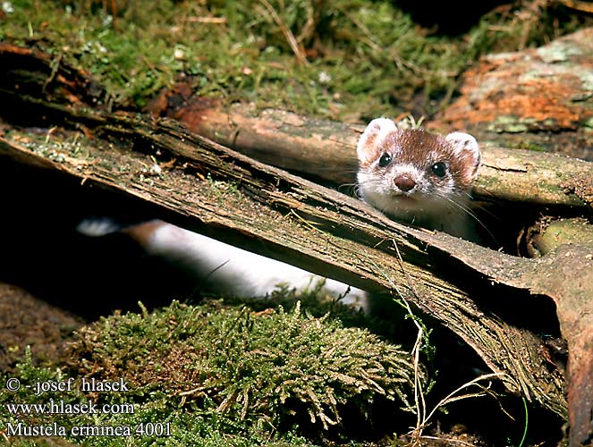 Mustela erminea Stoat Ermine Hermine Hermelin Armiño Lasice hranostaj Gronostaj Hranostaj obyčajný Hermelijn Lækat Røyskatt Kärppä Arminho Kärp lahits hermeliin Sermulis Šermuonėlis Kakim Hermelyn Erminig Хермелин Ermini Kärp Ερμίνα Ermeno Erbinude zuri Harmeling Easóg Neas mhòr Armiño Ermino Cerpelai: Hreysiköttur Сьӧдбӧж オコジョ Горностай Arminyo เออร์มิน ئاق ئاغمىخان 白鼬