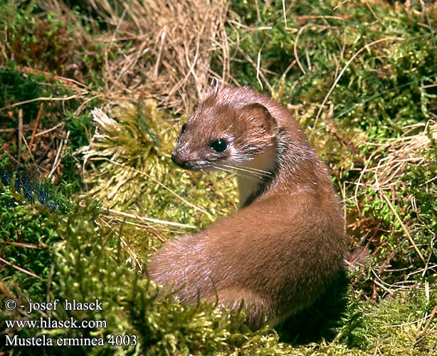 Mustela erminea 4003