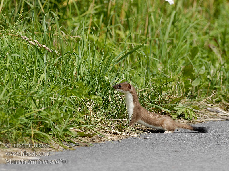 Mustela erminea ee6201