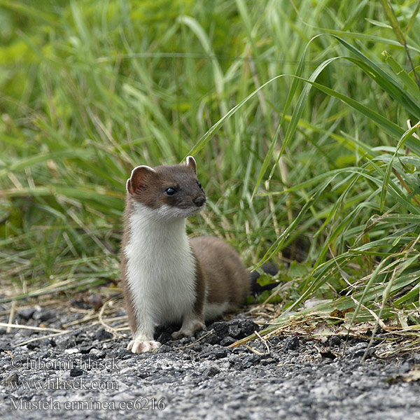 Mustela erminea ee6216