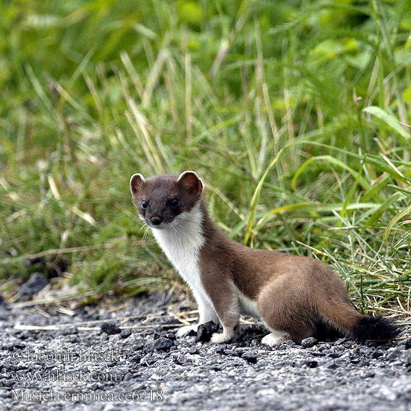 Горностай Arminyo เออร์มิน ئاق ئاغمىخان 白鼬 Mustela erminea Stoat Ermine Hermine Hermelin Armiño Lasice hranostaj Gronostaj Hranostaj obyčajný Hermelijn Lækat Røyskatt Kärppä Arminho Kärp lahits hermeliin Sermulis Šermuonėlis Kakim Hermelyn Erminig Хермелин Ermini Kärp Ερμίνα Ermeno Erbinude zuri Harmeling Easóg Neas mhòr Armiño Ermino Cerpelai Hreysiköttur Сьӧдбӧж オコジョ