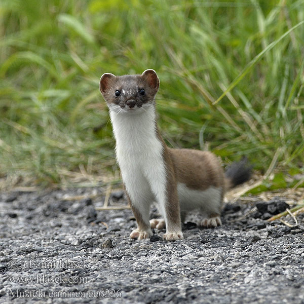 白鼬 Mustela erminea Stoat Ermine Hermine Hermelin Armiño Lasice hranostaj Gronostaj Hranostaj obyčajný Hermelijn Lækat Røyskatt Kärppä Arminho Kärp lahits hermeliin Sermulis Šermuonėlis Kakim Hermelyn Erminig Хермелин Ermini Kärp Ερμίνα Ermeno Erbinude zuri Harmeling Easóg Neas mhòr Armiño Ermino Cerpelai Hreysiköttur Сьӧдбӧж オコジョ Горностай Arminyo เออร์มิน ئاق ئاغمىخان