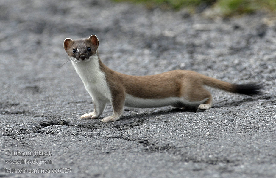 Stoat Ermine Hermine Hermelin Armiño Lasice hranostaj Gronostaj Hranostaj obyčajný Hermelijn Lækat Røyskatt Kärppä Arminho Kärp lahits hermeliin Sermulis Šermuonėlis Kakim Hermelyn Erminig Хермелин Ermini Kärp Ερμίνα Ermeno Erbinude zuri Harmeling Easóg Neas mhòr Armiño Ermino Cerpelai Hreysiköttur Сьӧдбӧж オコジョ Горностай Arminyo เออร์มิน ئاق ئاغمىخان 白鼬 Mustela erminea