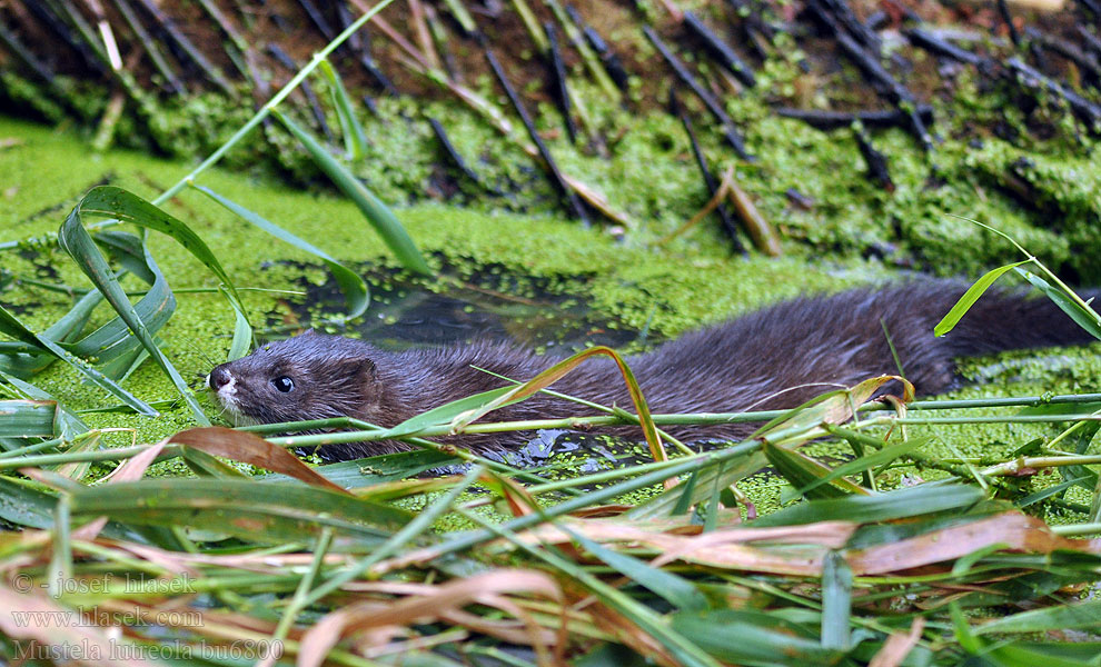 Mustela lutreola European mink Norek evropský Europäischer Nerz