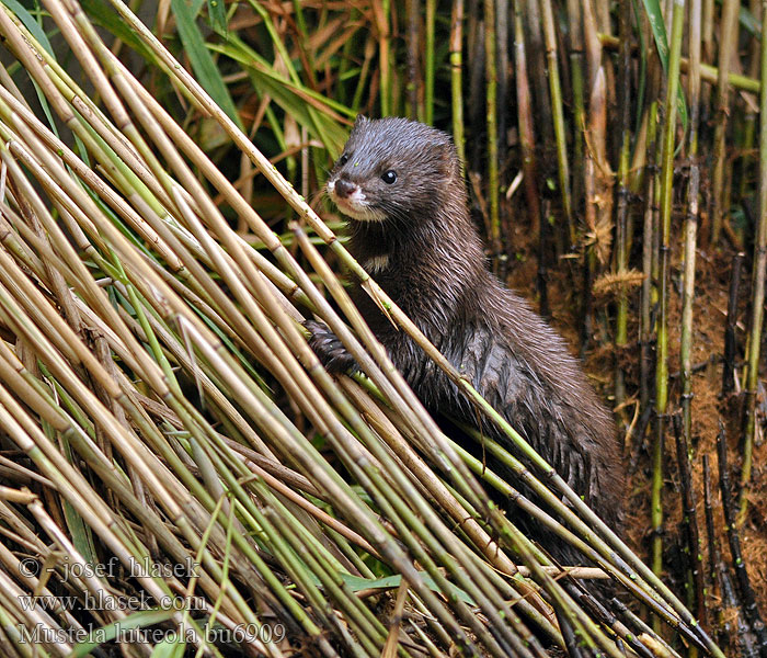 Mustela lutreola Vison d'Europe Europese nerts Európai nyérc