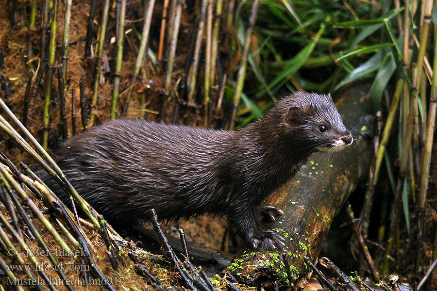 Mustela lutreola Flodiller Visón europeo 日本語  歐洲水鼬