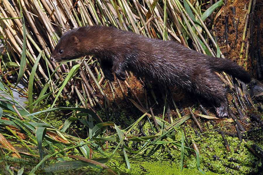 Mustela lutreola Nurcăeuropean